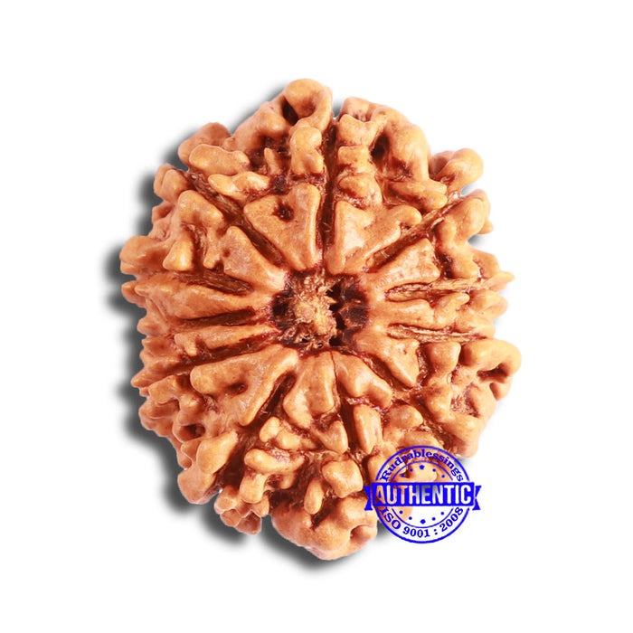 11 Mukhi Nepalese Rudraksha - Bead No. 327