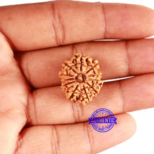 Load image into Gallery viewer, 11 Mukhi Nepalese Rudraksha - Bead No. 327
