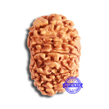 Load image into Gallery viewer, 11 Mukhi Nepalese Rudraksha - Bead No. 327
