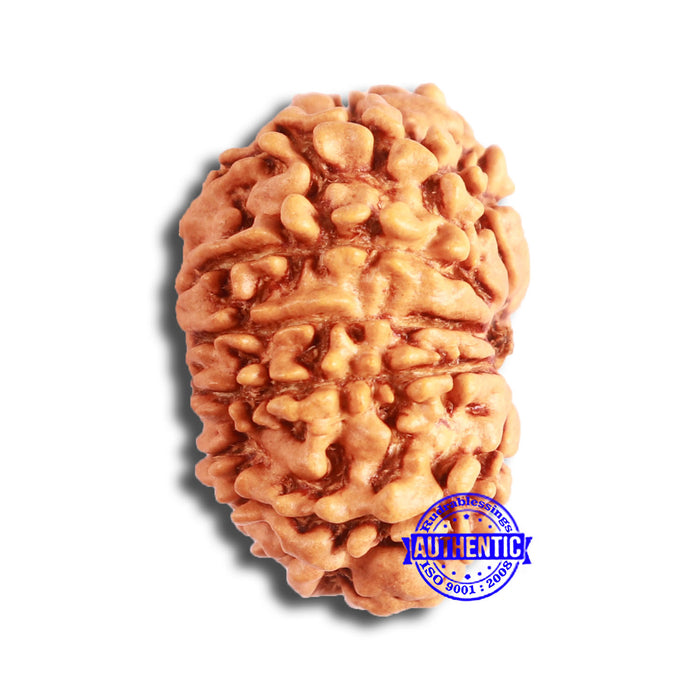 11 Mukhi Nepalese Rudraksha - Bead No. 327