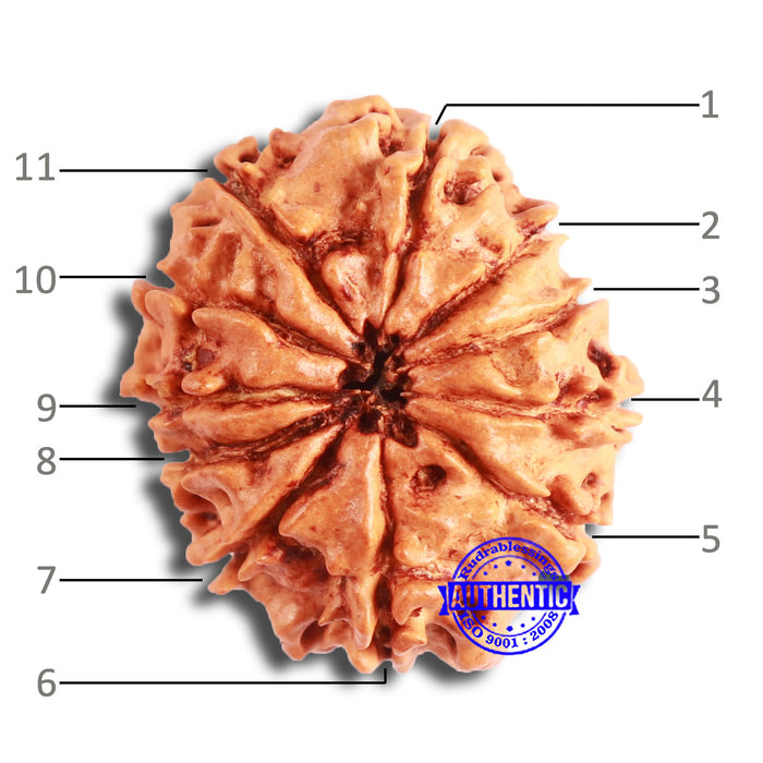 11 Mukhi Nepalese Rudraksha - Bead No. 328