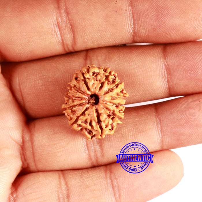 11 Mukhi Nepalese Rudraksha - Bead No. 328