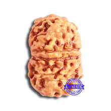 Load image into Gallery viewer, 11 Mukhi Nepalese Rudraksha - Bead No. 328
