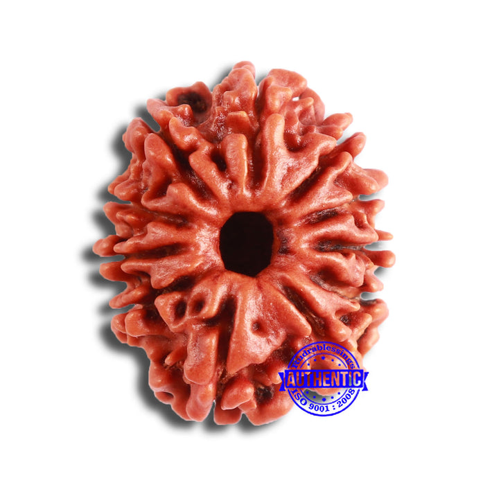 11 Mukhi Nepalese Rudraksha - Bead No. 329