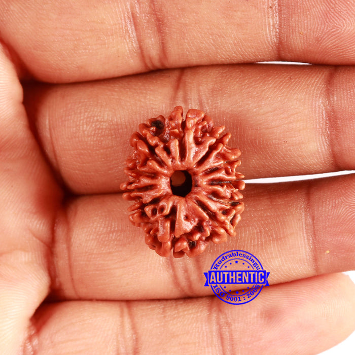 11 Mukhi Nepalese Rudraksha - Bead No. 329