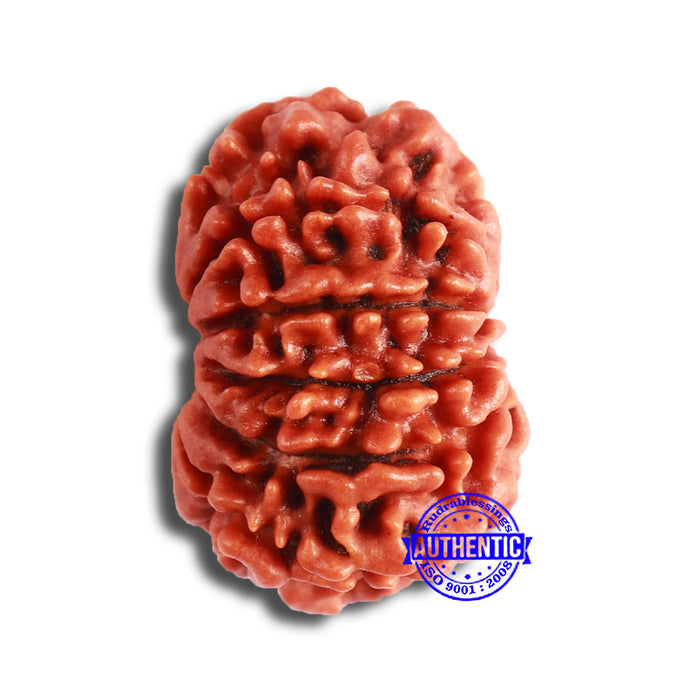 11 Mukhi Nepalese Rudraksha - Bead No. 329