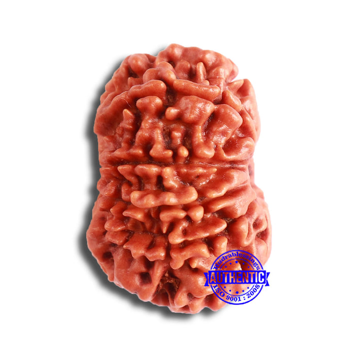 11 Mukhi Nepalese Rudraksha - Bead No. 329