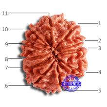 Load image into Gallery viewer, 11 Mukhi Nepalese Rudraksha - Bead No. 330
