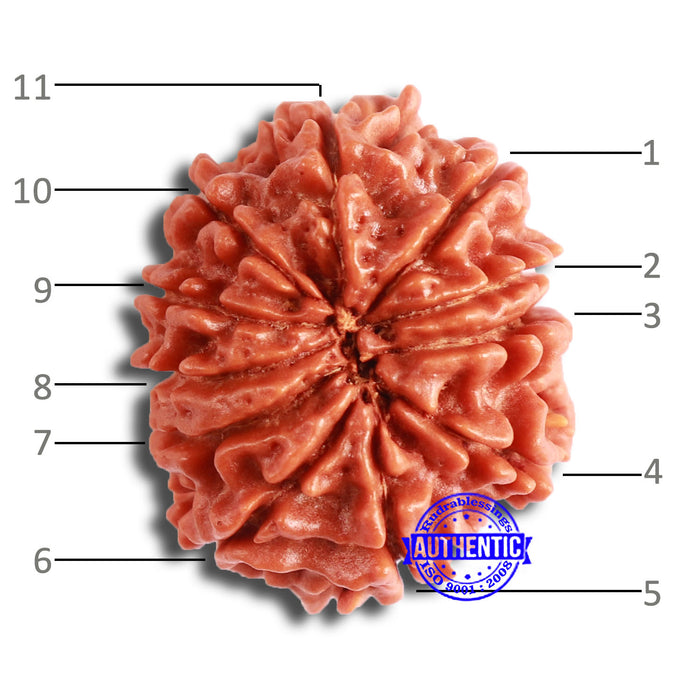 11 Mukhi Nepalese Rudraksha - Bead No. 330