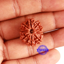 Load image into Gallery viewer, 11 Mukhi Nepalese Rudraksha - Bead No. 330
