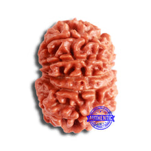 Load image into Gallery viewer, 11 Mukhi Nepalese Rudraksha - Bead No. 330
