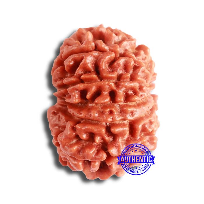 11 Mukhi Nepalese Rudraksha - Bead No. 330