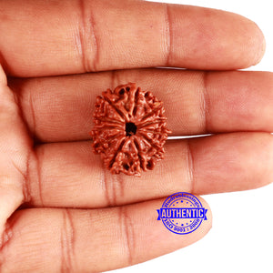 11 Mukhi Nepalese Rudraksha - Bead No. 332