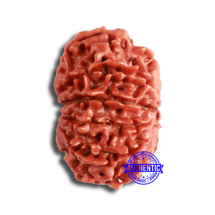 11 Mukhi Nepalese Rudraksha - Bead No. 332