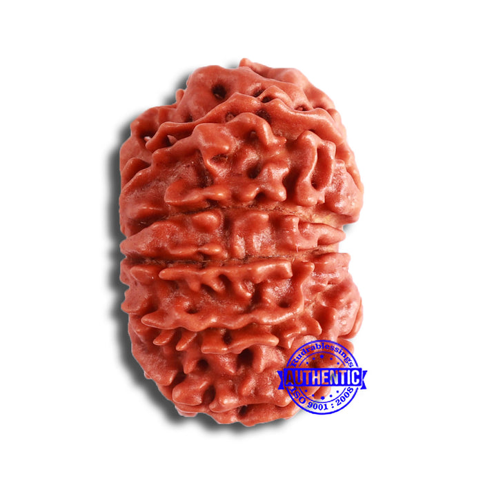 11 Mukhi Nepalese Rudraksha - Bead No. 332