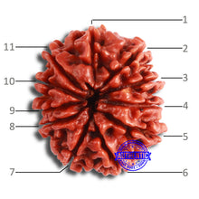 Load image into Gallery viewer, 11 Mukhi Nepalese Rudraksha - Bead No. 333
