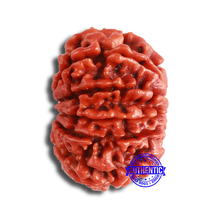 11 Mukhi Nepalese Rudraksha - Bead No. 333