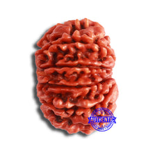 Load image into Gallery viewer, 11 Mukhi Nepalese Rudraksha - Bead No. 333
