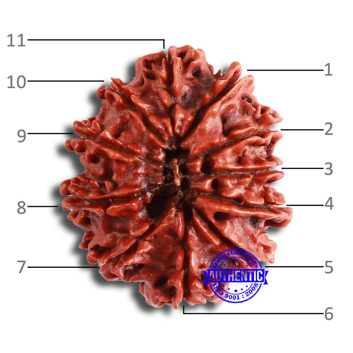 11 Mukhi Nepalese Rudraksha - Bead No. 334