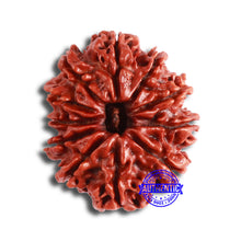 Load image into Gallery viewer, 11 Mukhi Nepalese Rudraksha - Bead No. 334
