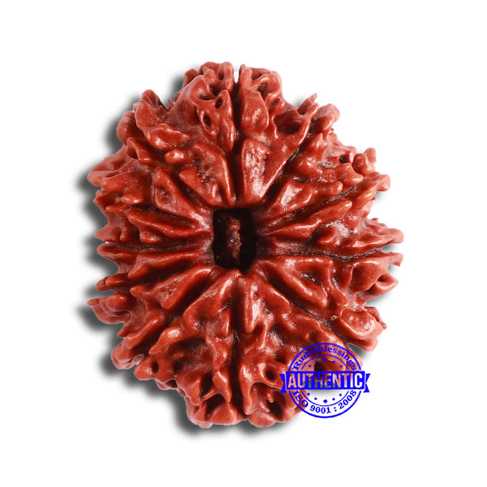11 Mukhi Nepalese Rudraksha - Bead No. 334