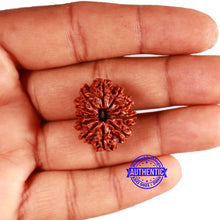 Load image into Gallery viewer, 11 Mukhi Nepalese Rudraksha - Bead No. 334
