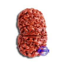 Load image into Gallery viewer, 11 Mukhi Nepalese Rudraksha - Bead No. 334
