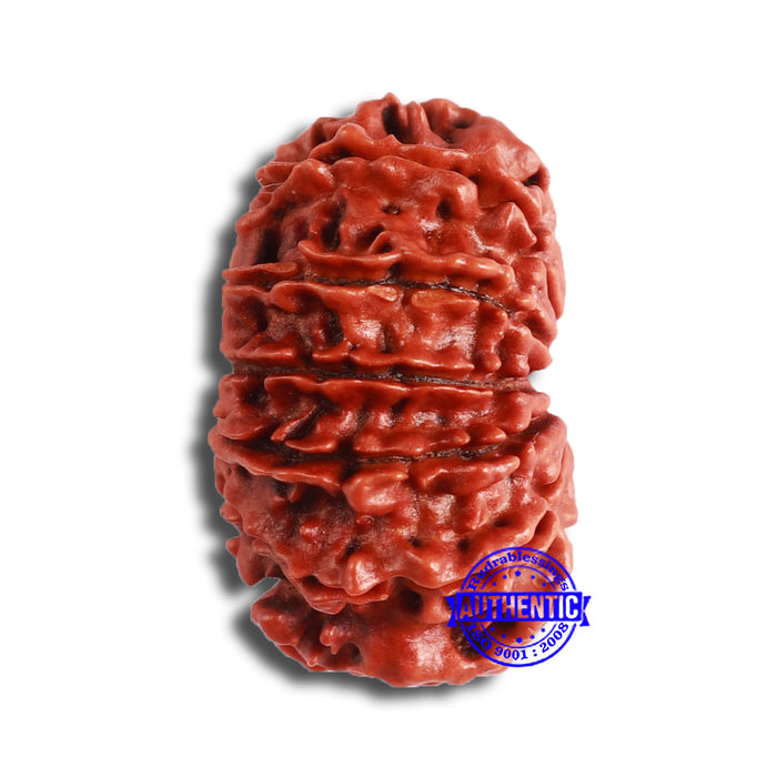 11 Mukhi Nepalese Rudraksha - Bead No. 334