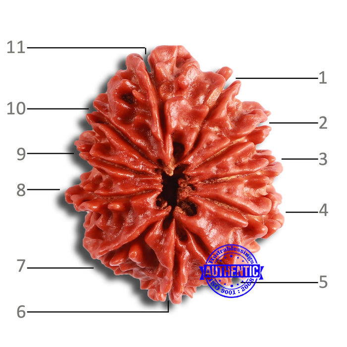 11 Mukhi Nepalese Rudraksha - Bead No. 335