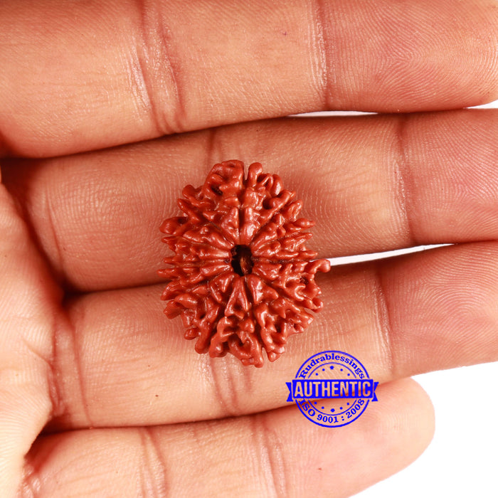 11 Mukhi Nepalese Rudraksha - Bead No. 335