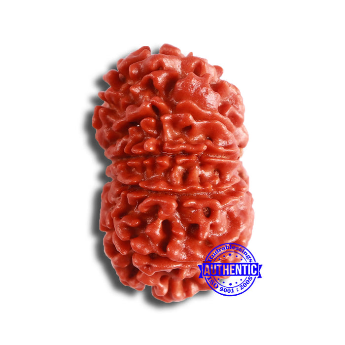 11 Mukhi Nepalese Rudraksha - Bead No. 335