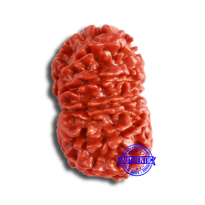 11 Mukhi Nepalese Rudraksha - Bead No. 335