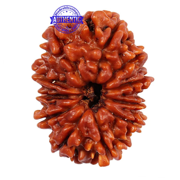 11 Mukhi Nepalese Rudraksha - Bead No. 142