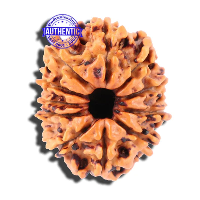 11 Mukhi Nepalese Rudraksha - Bead No. 153