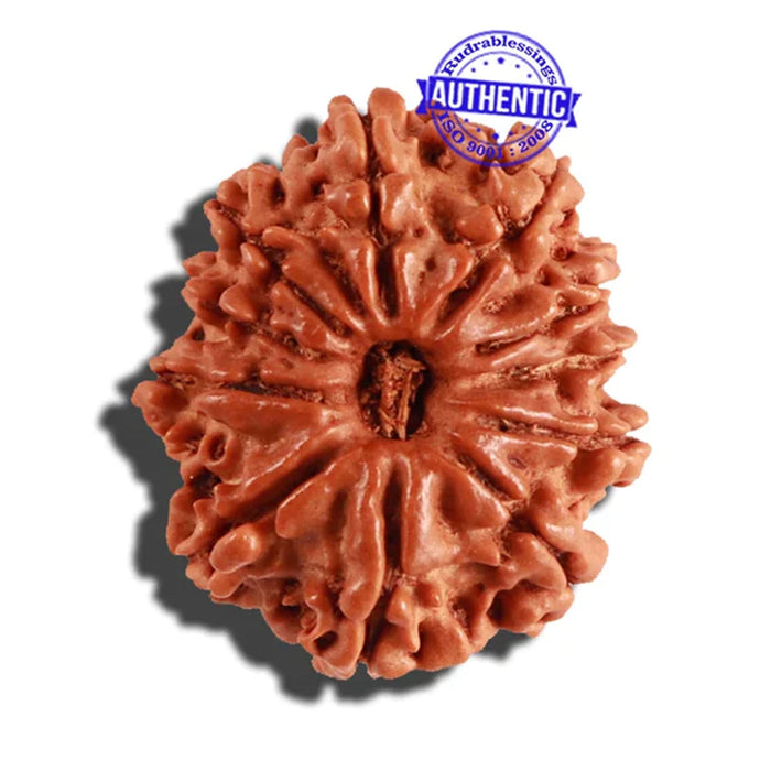 11 Mukhi Nepalese Rudraksha - Bead No. 222