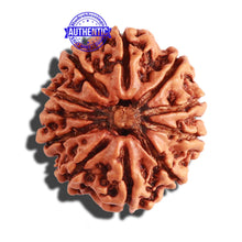 Load image into Gallery viewer, 11 Mukhi Nepalese Rudraksha - Bead No. 255
