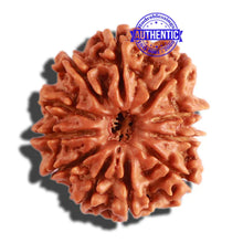 Load image into Gallery viewer, 11 Mukhi Nepalese Rudraksha - Bead No. 269
