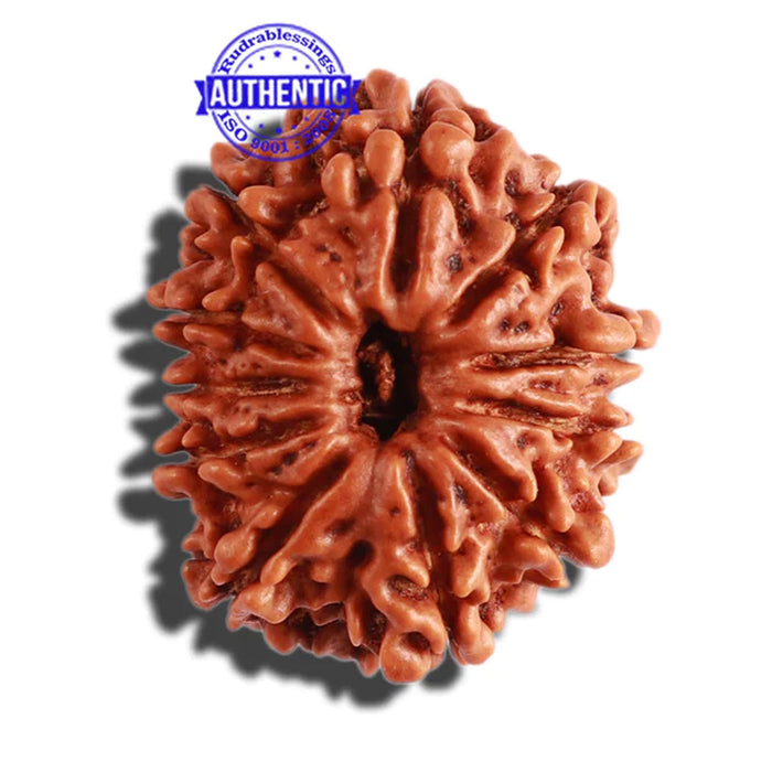 11 Mukhi Nepalese Rudraksha - Bead No. 270