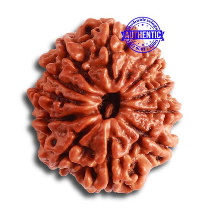 11 Mukhi Nepalese Rudraksha - Bead No. 320