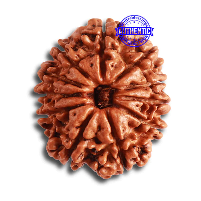 11 Mukhi Nepalese Rudraksha - Bead No. 321