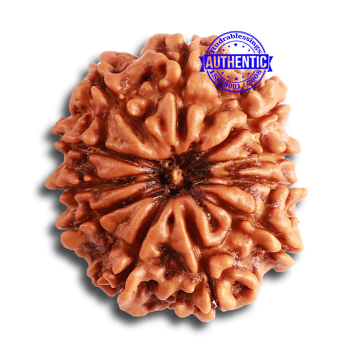 11 Mukhi Nepalese Rudraksha - Bead No. 322