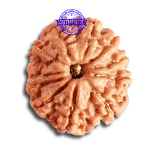 Load image into Gallery viewer, 11 Mukhi Nepalese Rudraksha - Bead No. 326
