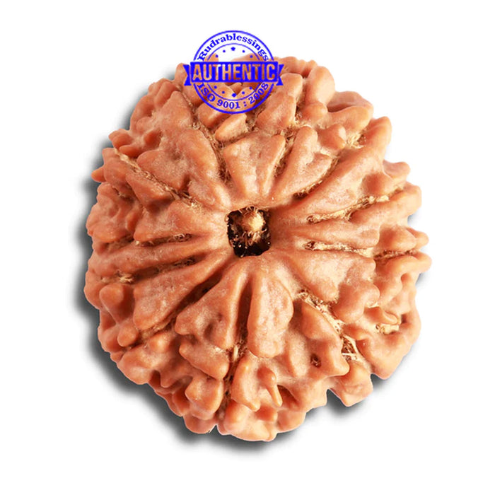 11 Mukhi Nepalese Rudraksha - Bead No. 326
