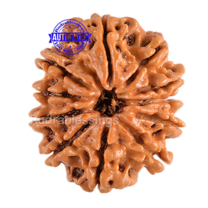 11 Mukhi Nepalese Rudraksha - Bead No. 80