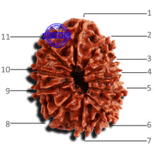 Load image into Gallery viewer, 11 Mukhi Nepalese Rudraksha - Bead No. 156
