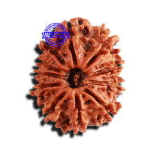 Load image into Gallery viewer, 11 Mukhi Nepalese Rudraksha - Bead No. 156
