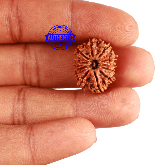 11 Mukhi Nepalese Rudraksha - Bead No. 156
