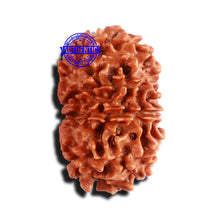 Load image into Gallery viewer, 11 Mukhi Nepalese Rudraksha - Bead No. 156
