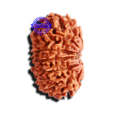 Load image into Gallery viewer, 11 Mukhi Nepalese Rudraksha - Bead No. 156

