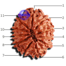 Load image into Gallery viewer, 11 Mukhi Nepalese Rudraksha - Bead No. 214
